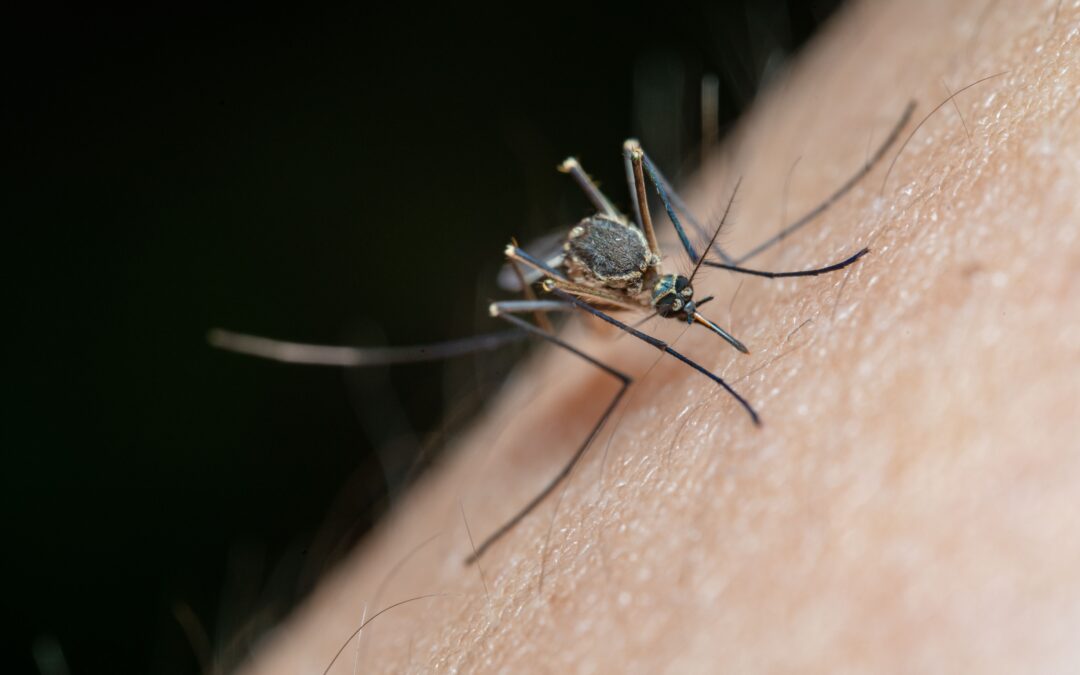 mosquito repellent in thailand