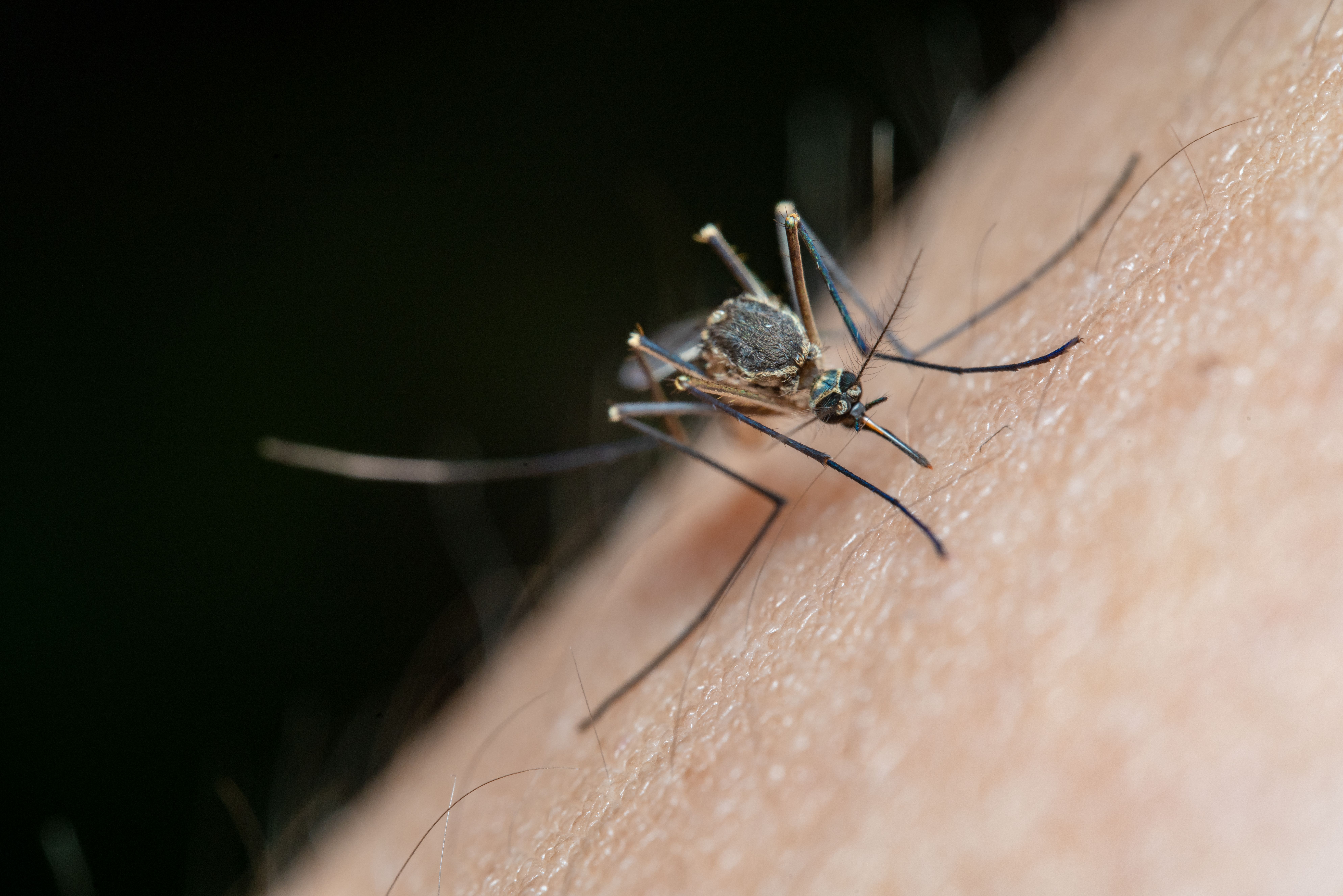 mosquito repellent in thailand